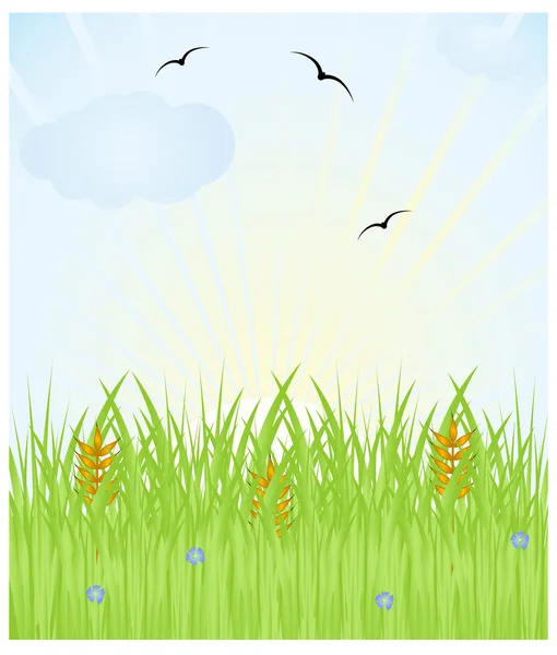 Herbe et ciel — Image vectorielle