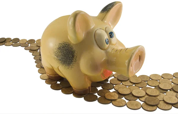 猪一枚硬币盒 — 图库照片