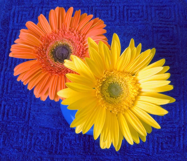 Два ярких цветка — стоковое фото