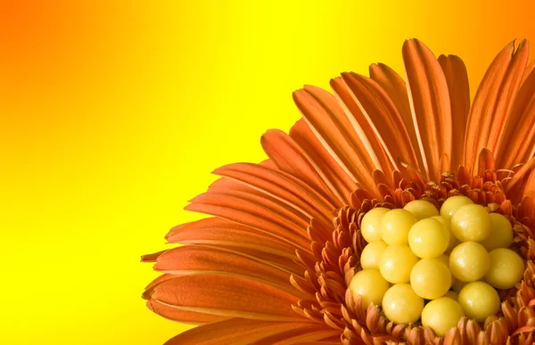 Помаранчевий квітка — стокове фото