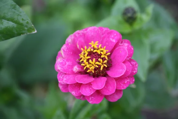 Fleur rose — Photo