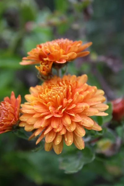 Pomarańczowe kwiaty — Zdjęcie stockowe