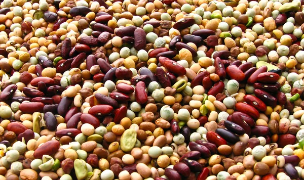 콩과 식물 — 스톡 사진