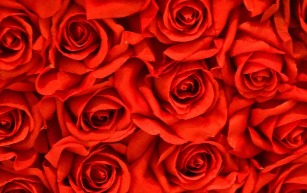 Rosas. Imagen De Stock