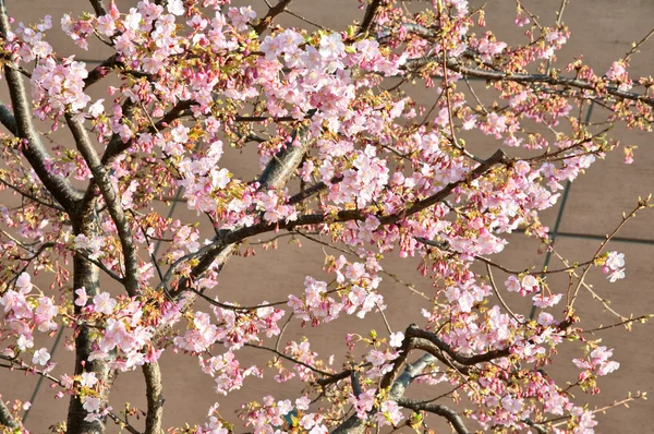 Körsbärsträd Stockbild