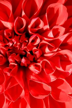 Brilliant red dahlia clipart