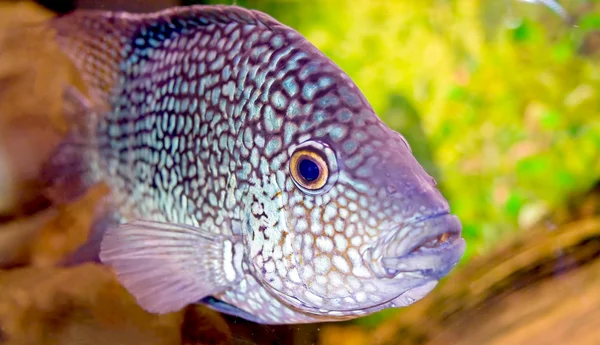 Fancy spotted fish — Stock Photo, Image