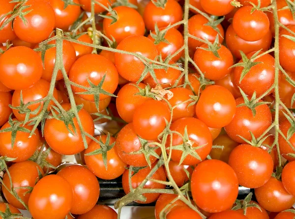 Kırmızı domates-kiraz — Stok fotoğraf