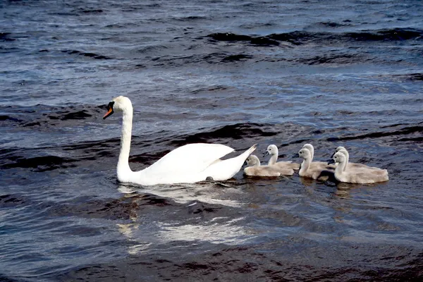 White swan with chicks — Stock Photo, Image