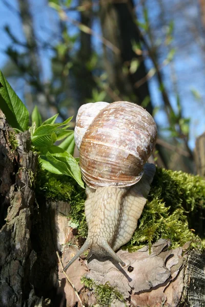 stock image Snail on moss