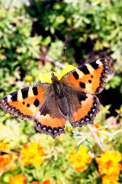 Güzel batterfly — Stok fotoğraf