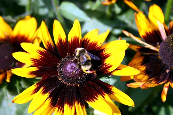 Bumble Bee — Stock Photo, Image