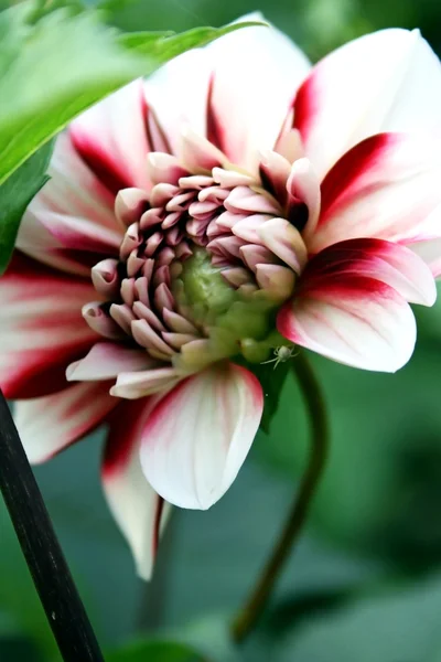 Dahlia rose et blanc — Photo