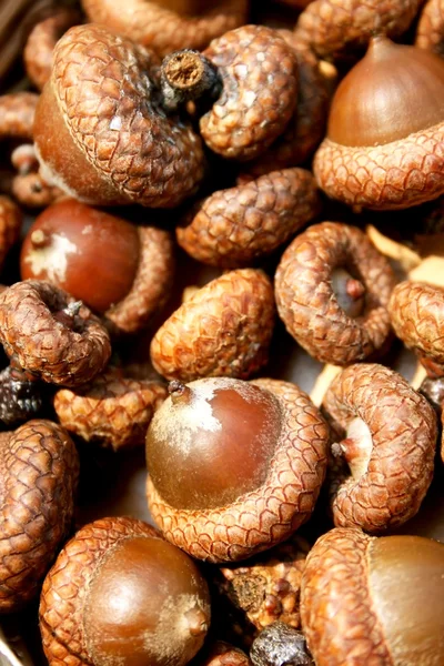 Autumn acorns — Stock Photo, Image