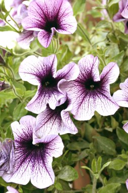 Petunia clipart