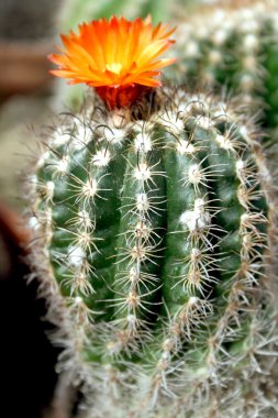 Copiapoa cactus clipart
