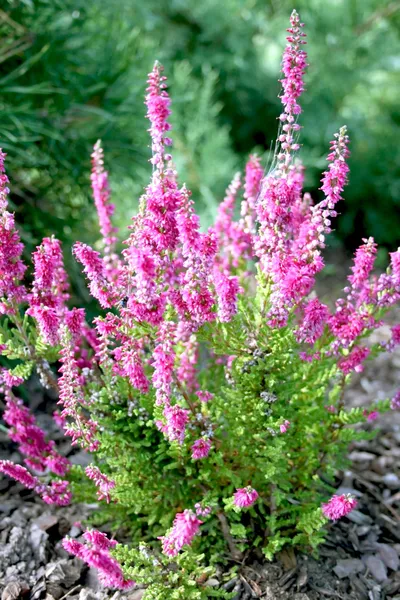 Όμορφο ροζ heather — Φωτογραφία Αρχείου