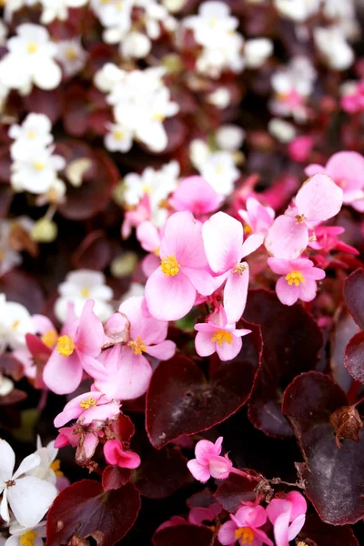 Imágenes de Begonia escarlata, fotos de Begonia escarlata sin royalties |  Depositphotos