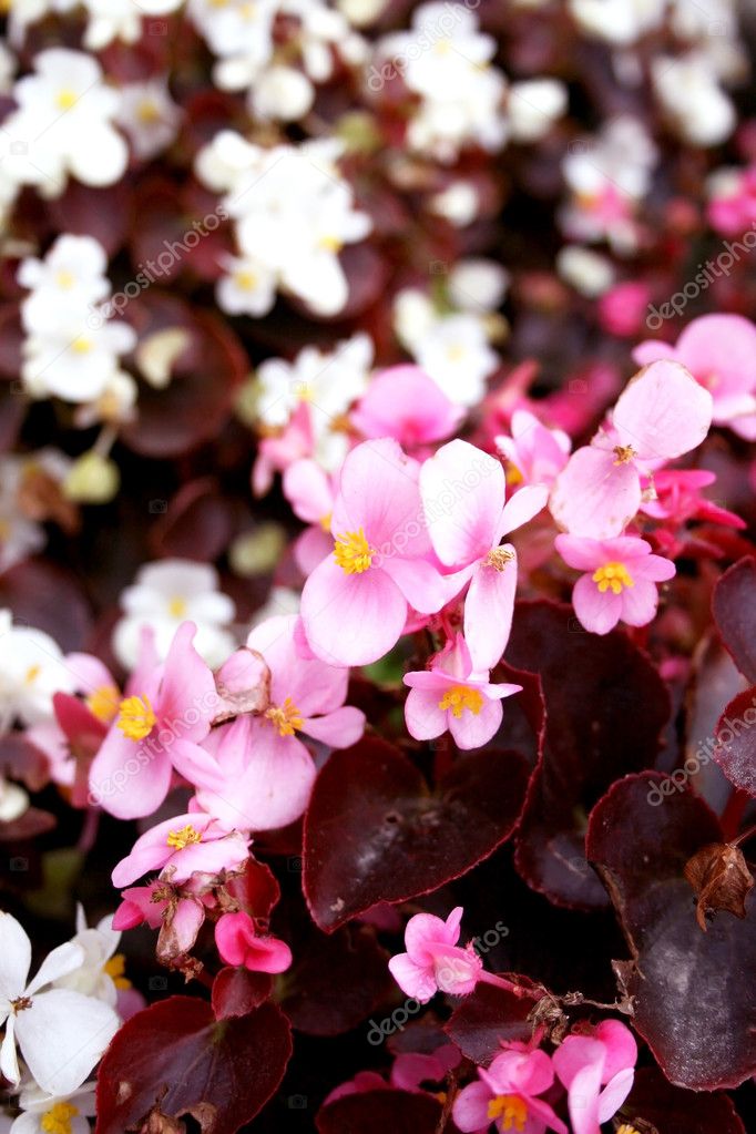White and purple begonia Stock Photo by ©ursula1964 1186982