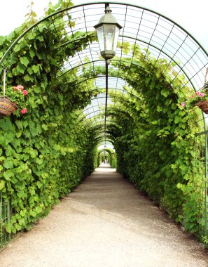 Vine arbor tunnel clipart