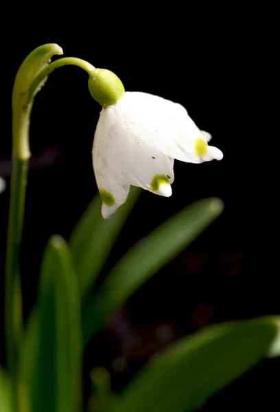 stock image Snowdrop