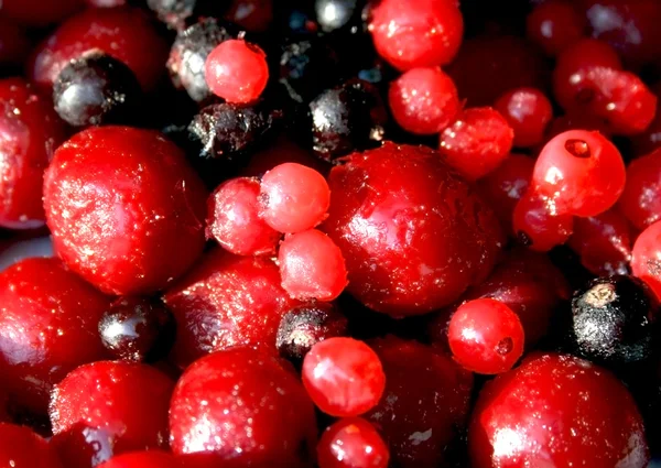冷冻的红色和黑色浆果 — 图库照片