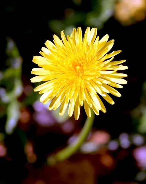 Last autumn dandelion — Stock Photo, Image