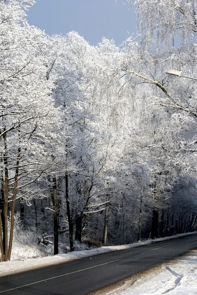 Weg in winter bossen — Stockfoto