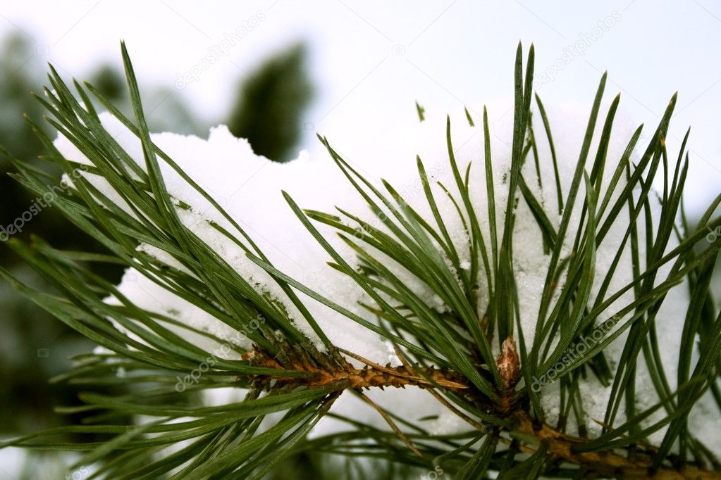 Pine branch under snow