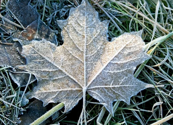 Maple leaf with hoarfrost — Stock Photo, Image