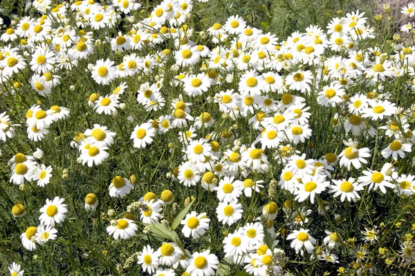 Beautiful white camomilies field — Stock Photo, Image