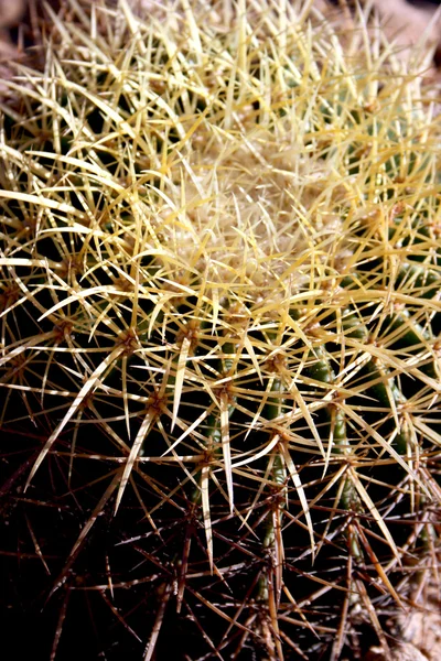 Cactus naalden — Stockfoto