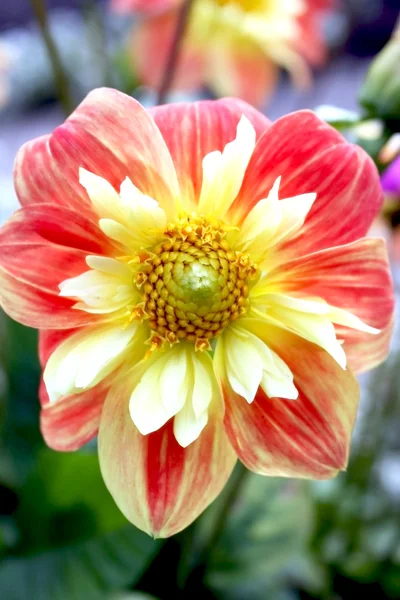 Rosa-giallo bellissima dalia — Foto Stock