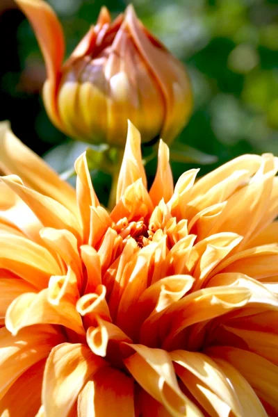 Turuncu yıldız çiçeği ve bud — Stok fotoğraf