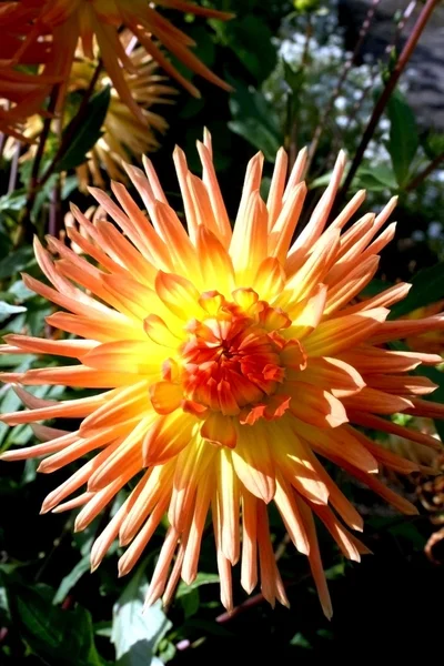 Parlak yıldız çiçeği — Stok fotoğraf