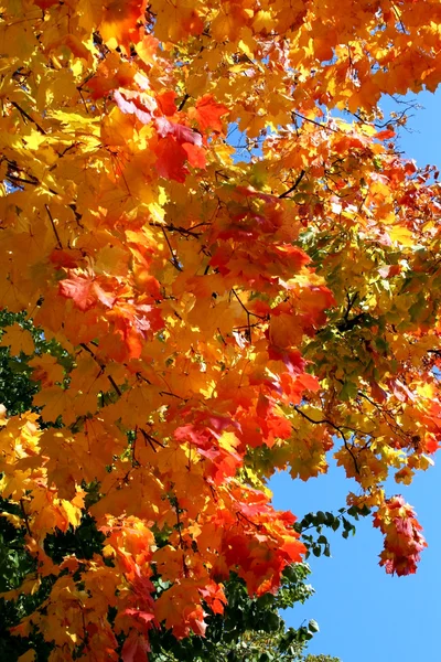 Parlak renkli yaprakları — Stok fotoğraf