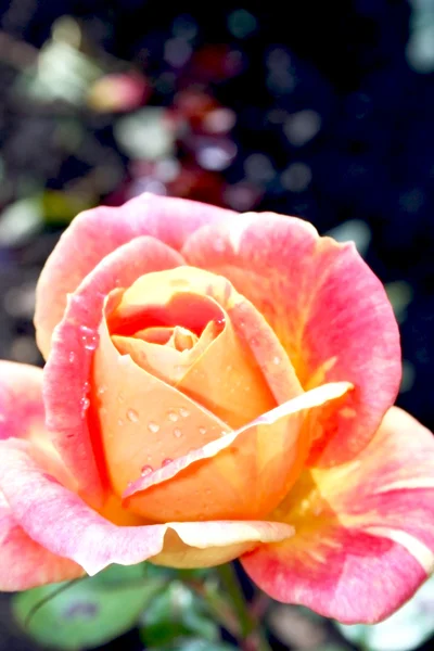 Rosa romântica — Fotografia de Stock