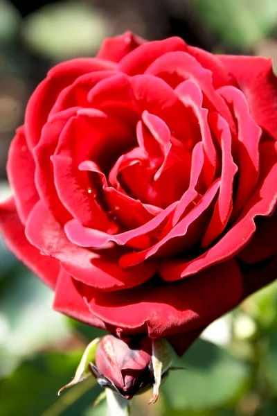 stock image Classic red rose