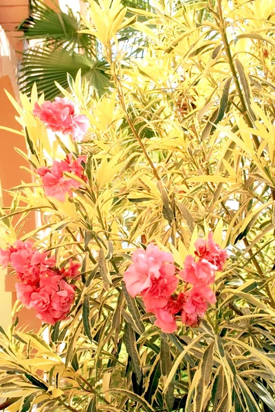 Tropical flowering bush — Stock Photo, Image
