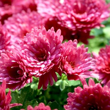 Pink chrysanthemums clipart