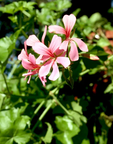 Pink geranium flowers — Stock Photo, Image
