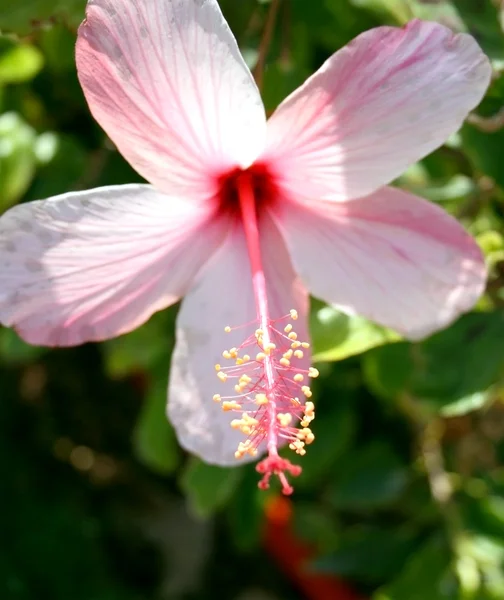 Hibisco Hibiscus — Foto de Stock