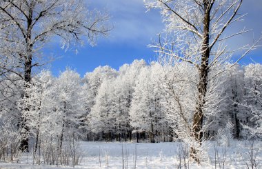 Frozen forest clipart