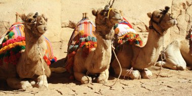 Camels clipart