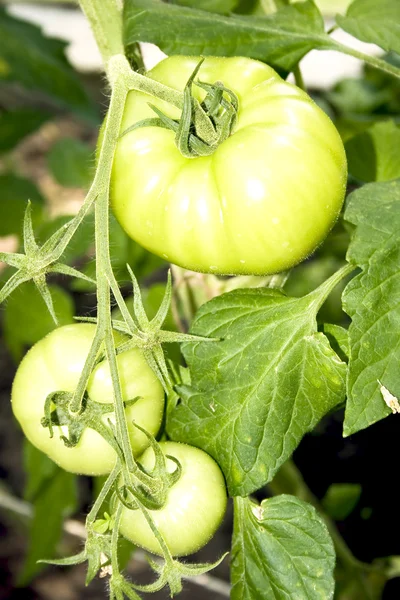 Yeşil domates büyüyen — Stok fotoğraf