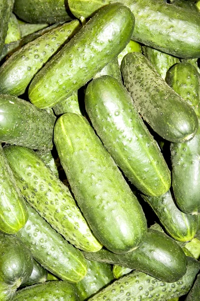 Fresh Organic Cucumbers — Stock Photo, Image
