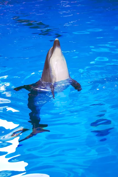 Delfín embotellado —  Fotos de Stock
