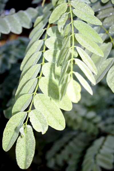 Acacia leaves — Stock Photo, Image