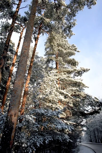 Δρόμος στο χειμερινό δάσος — Φωτογραφία Αρχείου