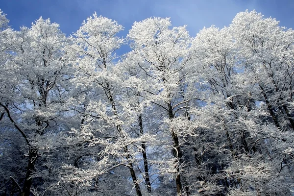 Frozen forest in sun day — Stock Photo, Image